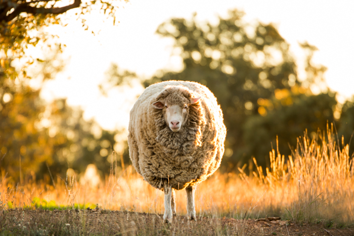 Sheep in paddock on sunset